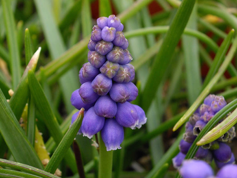 Muscari armeniacum en fleurs dans une prairie ouverte des Balkans